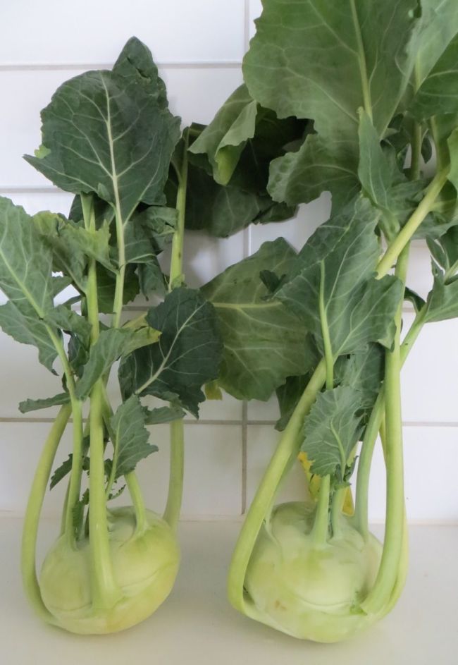 Kohlrabi