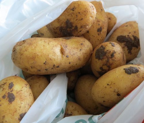 Fresh potatoes