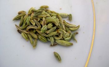 A whiff of tantalizing sweet licorice from these fennel seeds.
