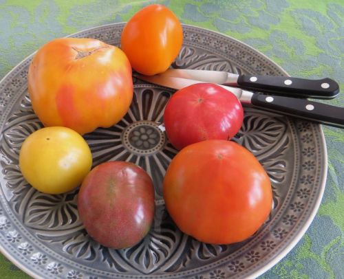Plate of tomatoes
